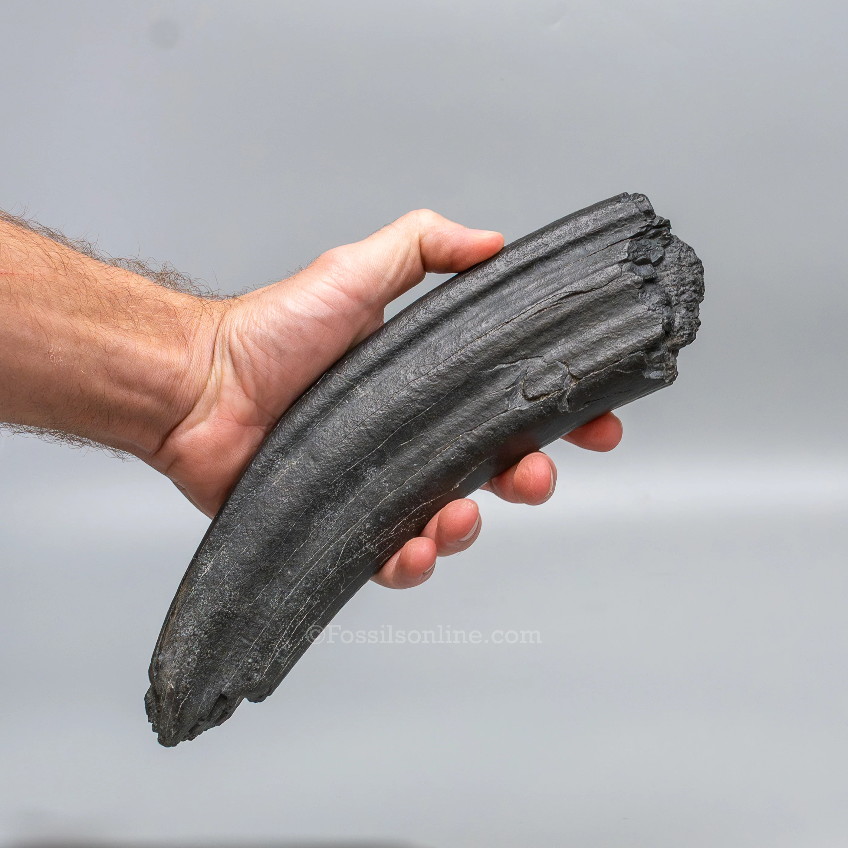 Fossil Walrus Tusk on Display Stand - Image 5