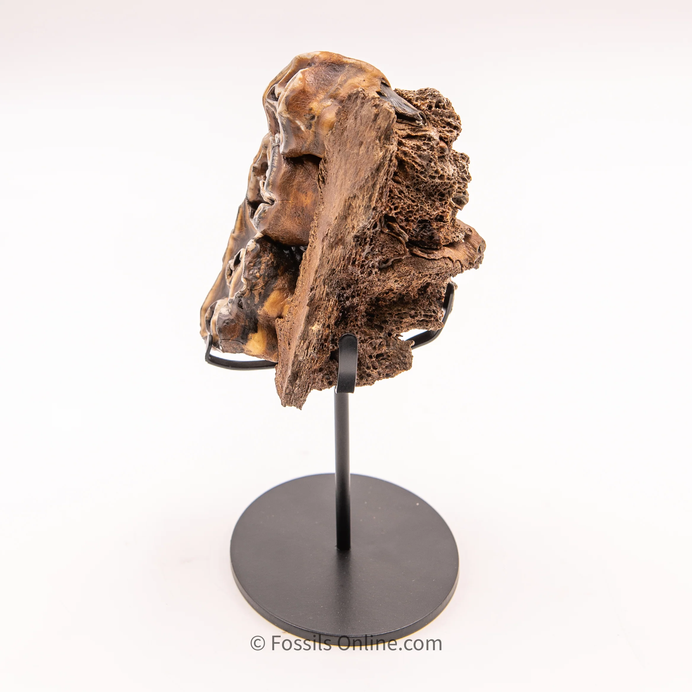 Woolly Rhino Maxilla from Siberia - Image 2