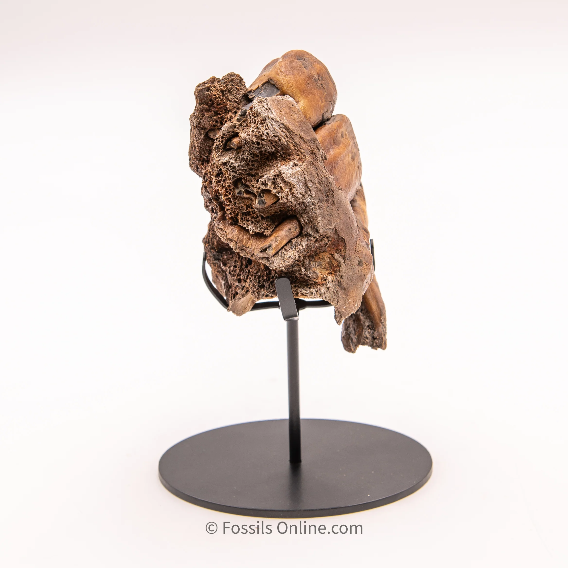 Woolly Rhino Maxilla from Siberia - Image 3