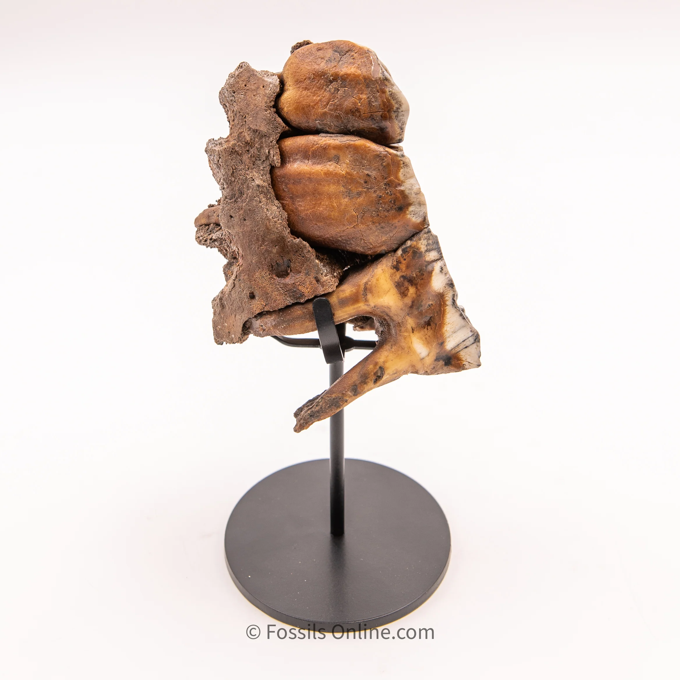 Woolly Rhino Maxilla from Siberia - Image 4