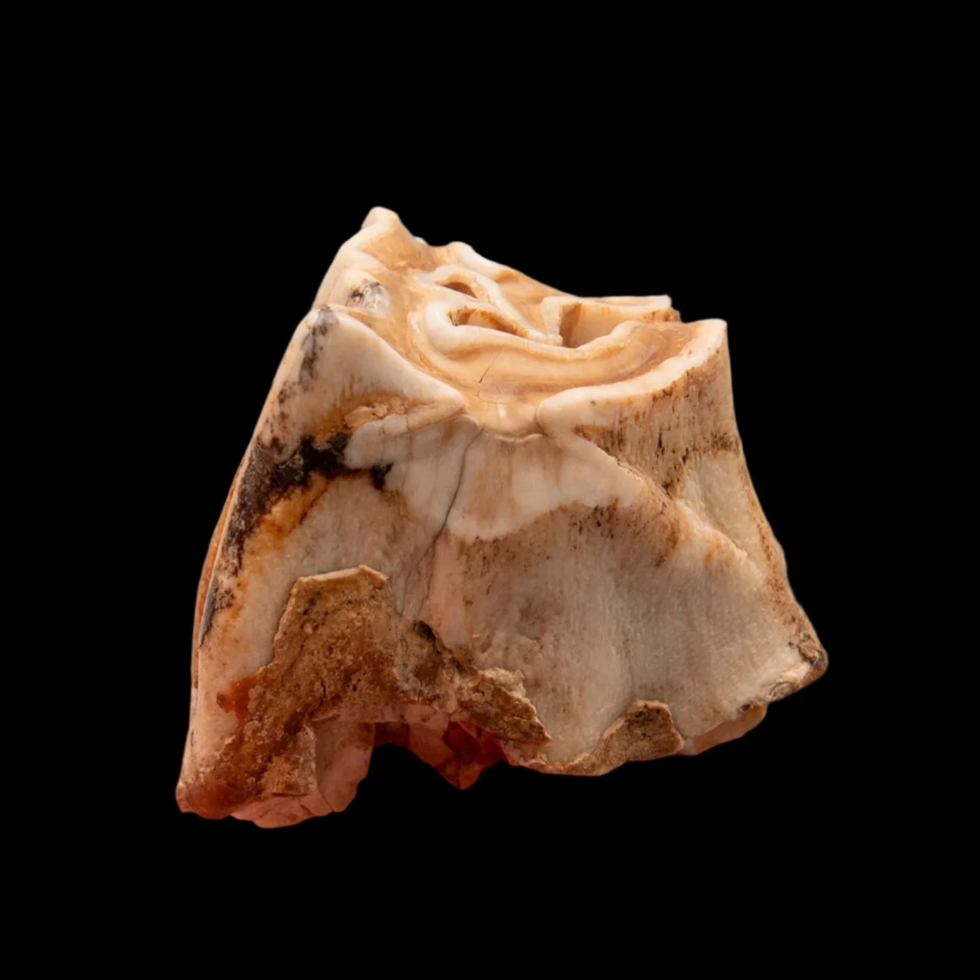 Upper Woolly Rhino Tooth - Image 3