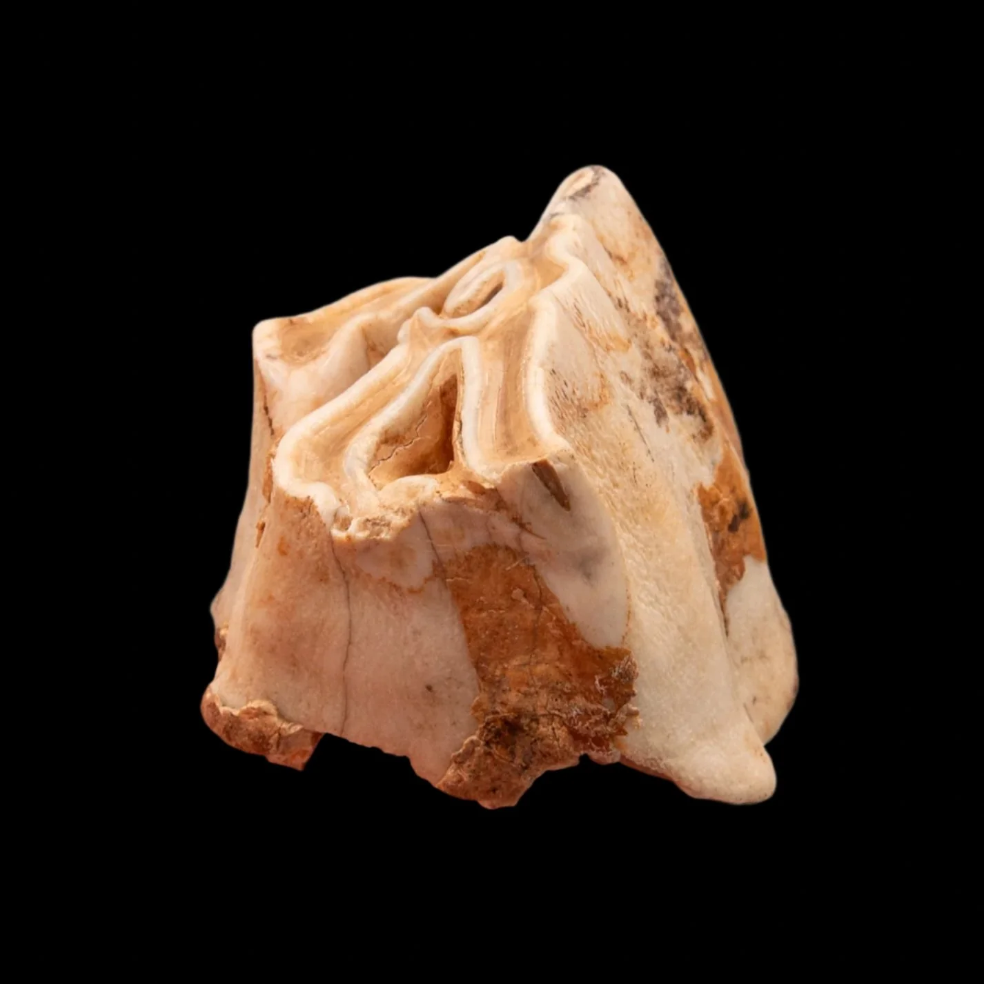 Upper Woolly Rhino Tooth - Image 4