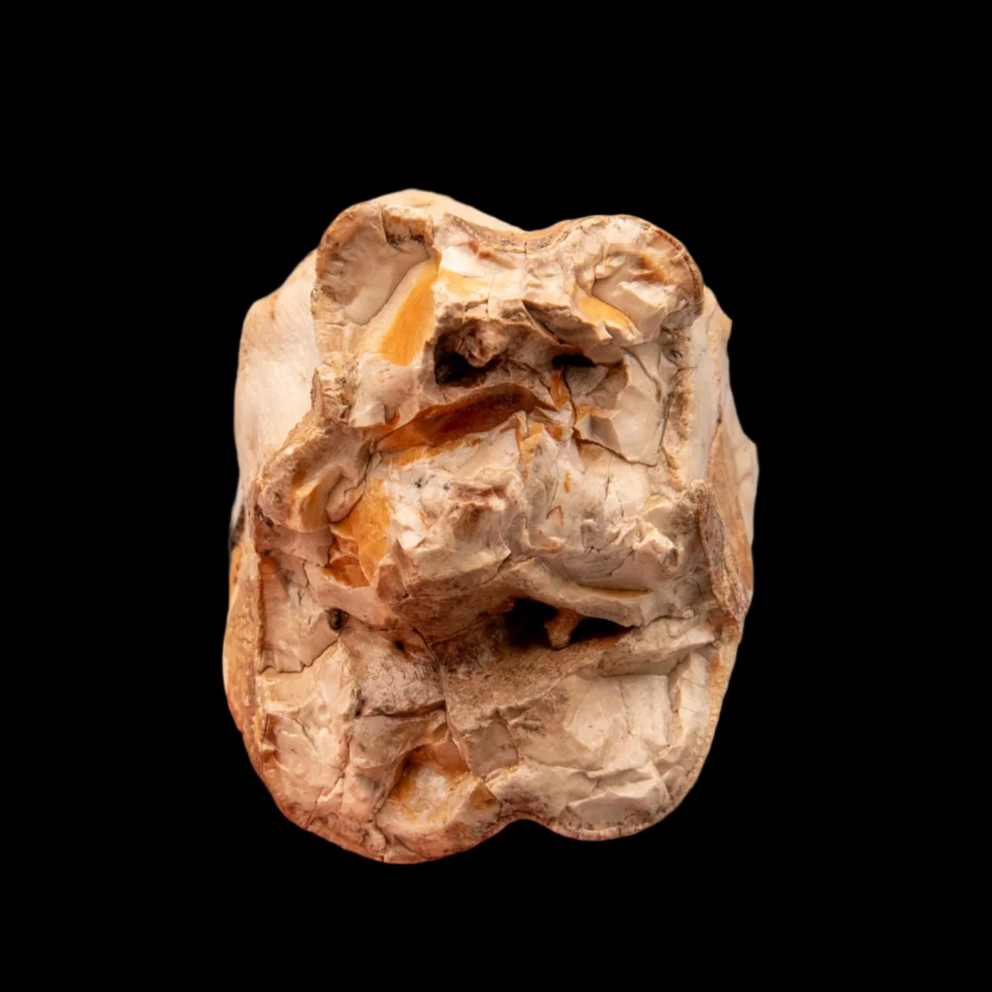 Upper Woolly Rhino Tooth - Image 5