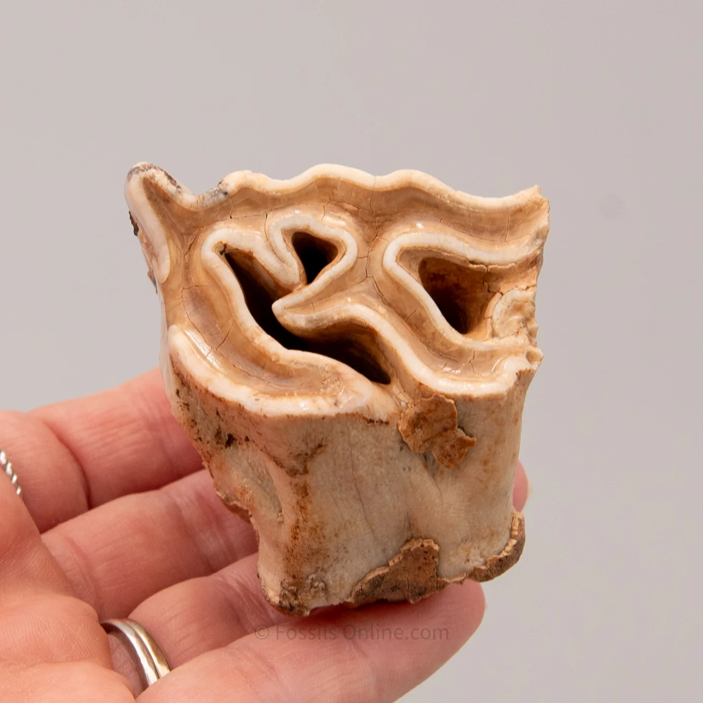 Upper Woolly Rhino Tooth - Image 6