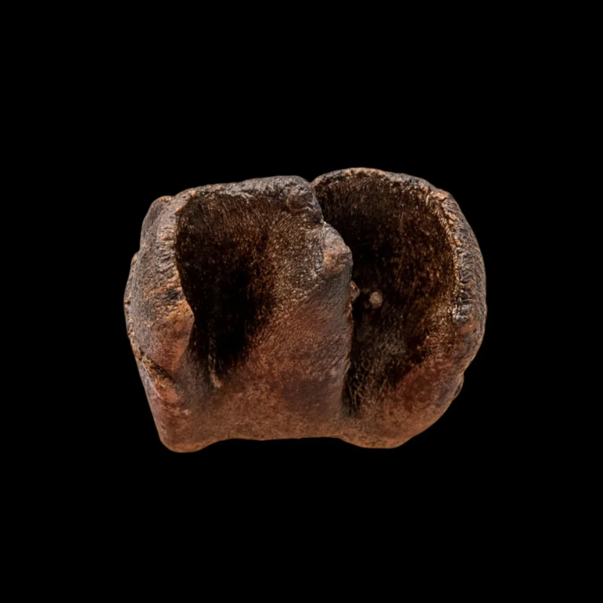 Woolly Rhino Tooth Siberia - Image 3