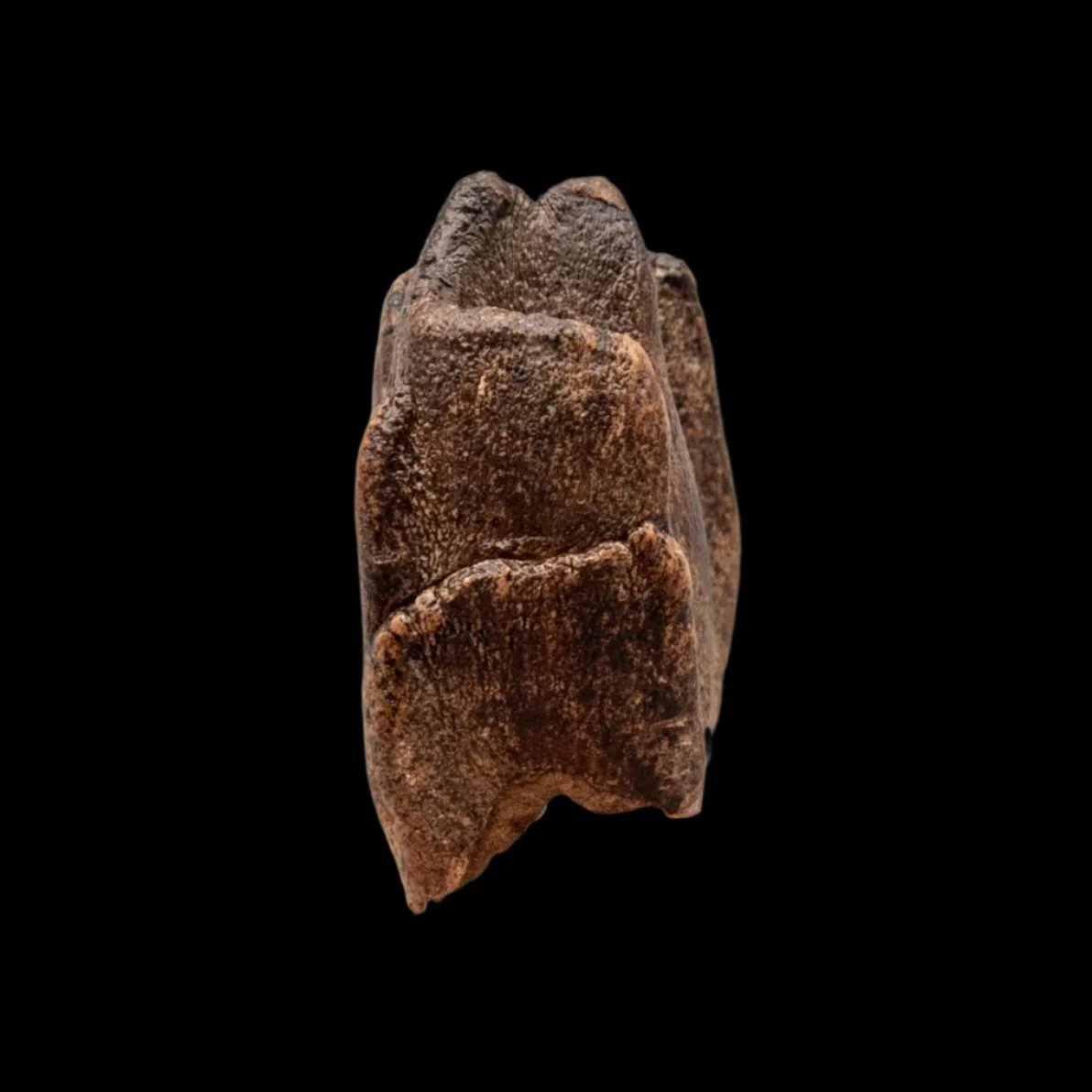Woolly Rhino Tooth Siberia - Image 4