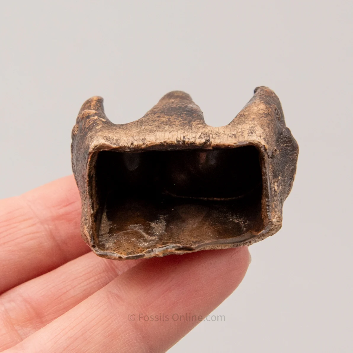 Woolly Rhino Tooth Siberia - Image 6