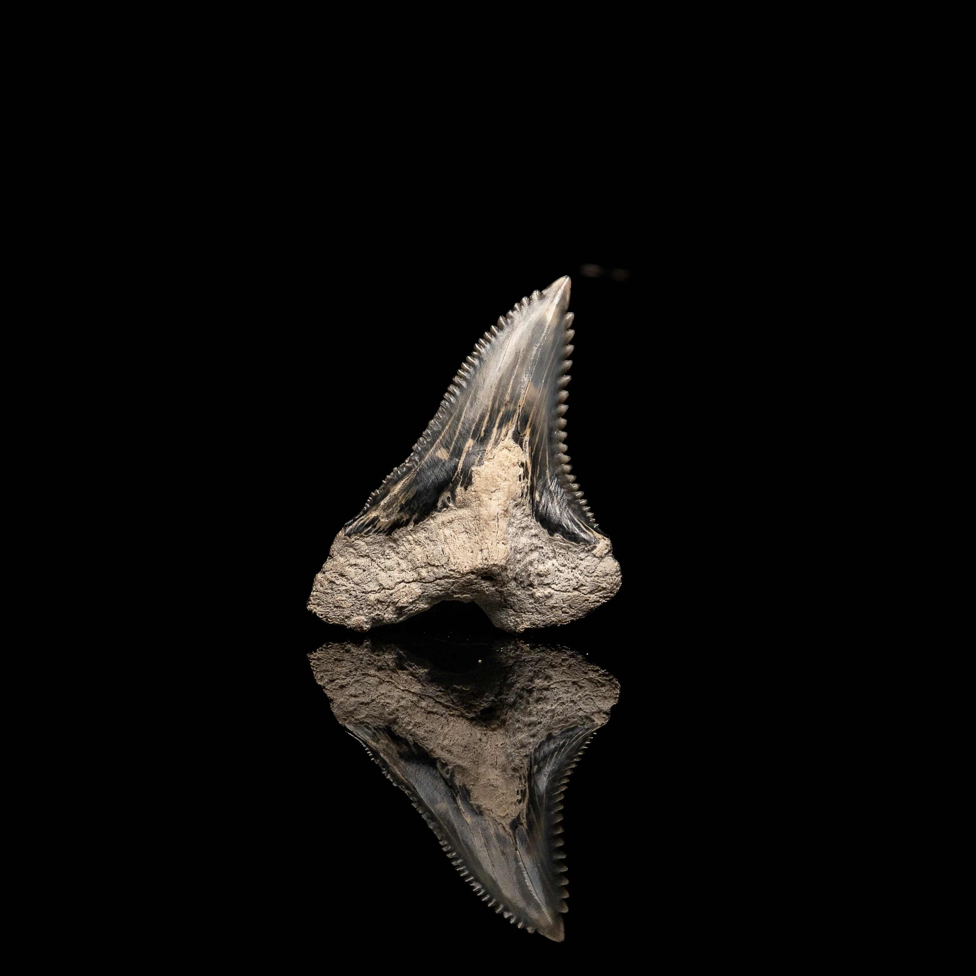 XLG Hemipristis  1.967" - Image 3