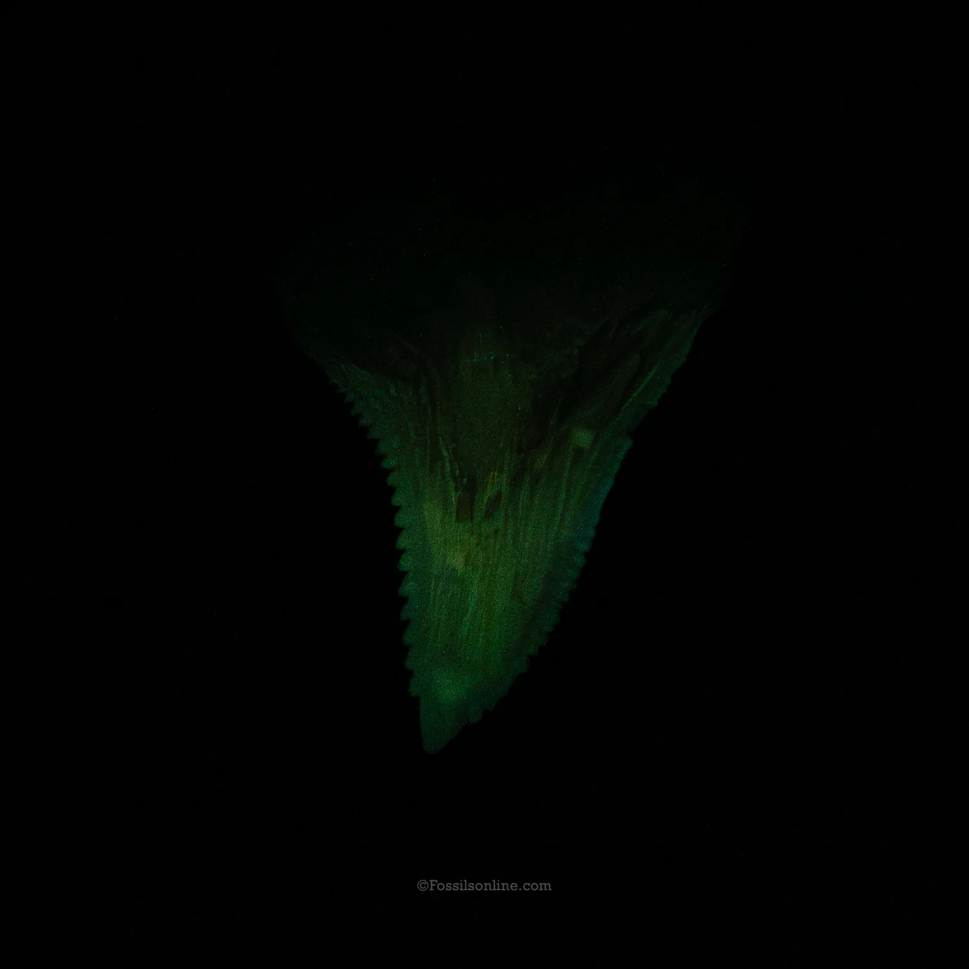 XLG Hemipristis  1.967" - Image 4