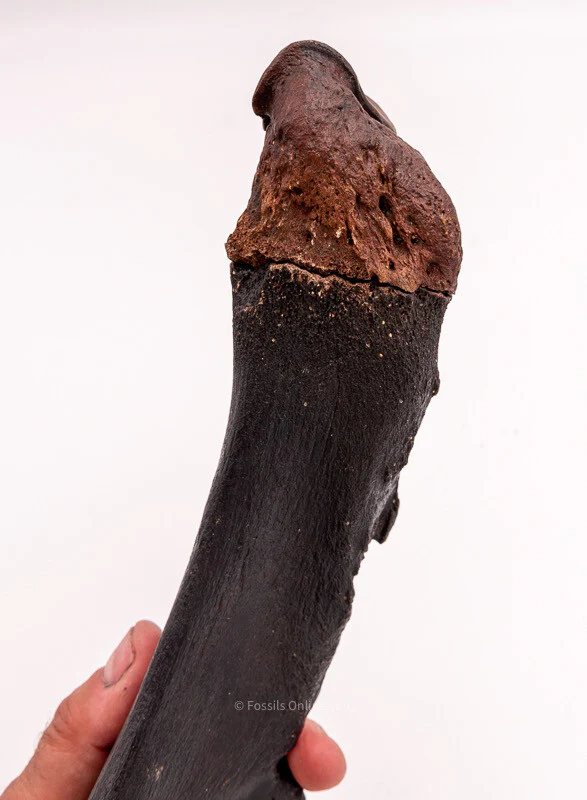 Rhino Ulna Florida Miocene Fossils - Image 2