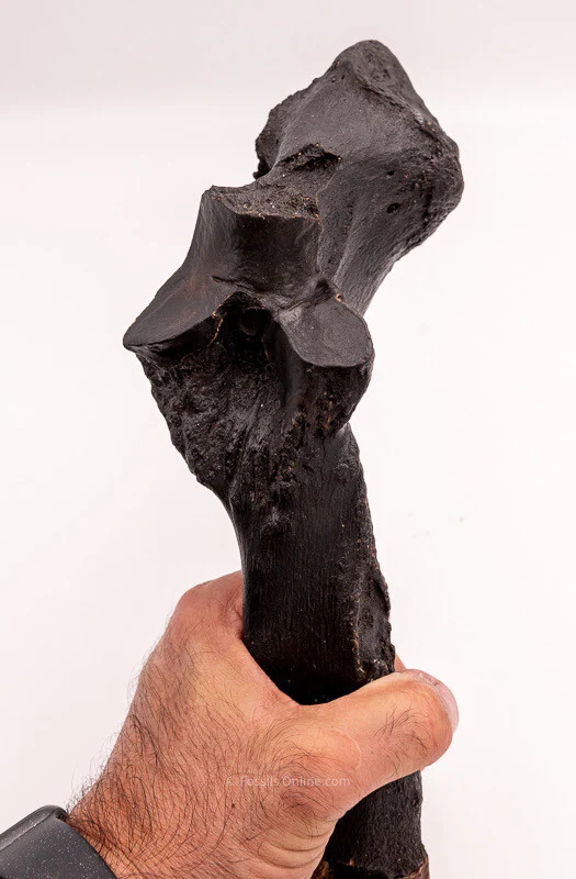 Rhino Ulna Florida Miocene Fossils - Image 4
