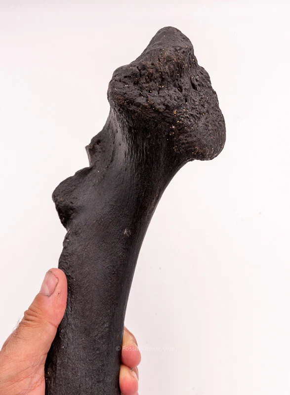 Rhino Ulna Florida Miocene Fossils - Image 5