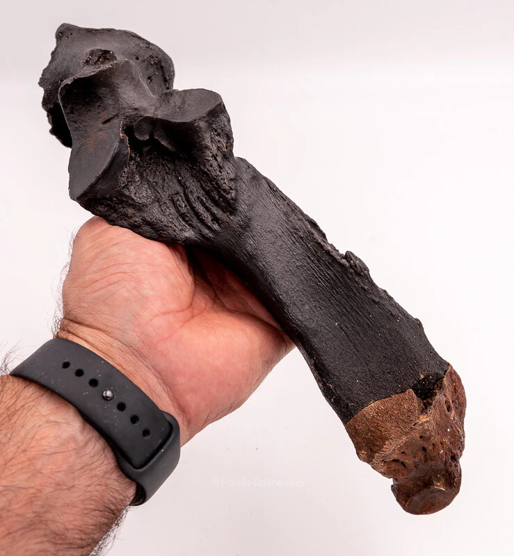 Rhino Ulna Florida Miocene Fossils - Image 6