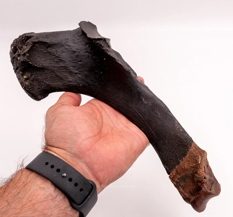 Rhino Ulna Florida Miocene Fossils - Image 7